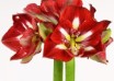 hippeastrum Barbados ® (1)